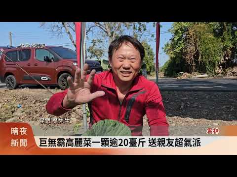 雲林二崙農民種出巨無霸高麗菜 逾20臺斤