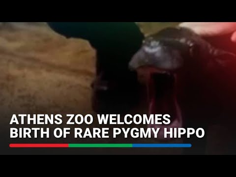 It's a boy! Athens zoo welcomes birth of rare pygmy hippo