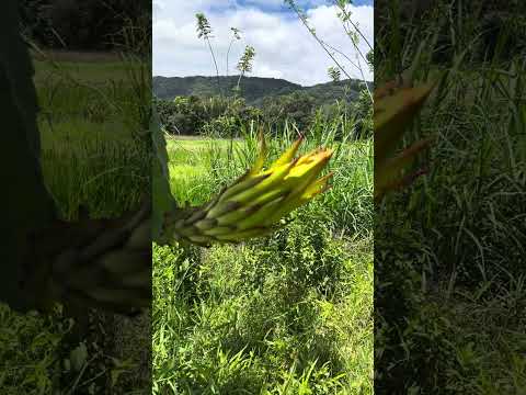 Início de floração em Silva Jardim, RJ.