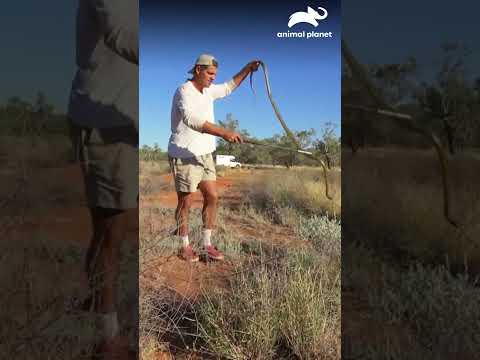 La serpiente más venenosa del mundo