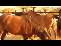 Amezing Horse Meting Mood Video Horse Meting Mood Animal Hub Pk