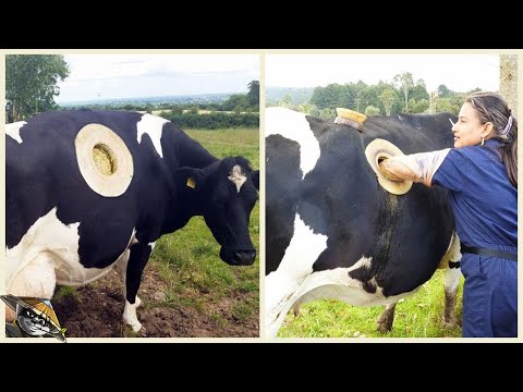 , title : 'Warum machen die Bauern Löcher in die Kühe?'