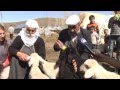 Anadolu Agency Sheep Gives Birth To Quintuplets