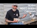 Sexing 2 Month Old Barnyard Mix Chicken Breeds