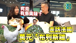 [問卦] 烏骨雞是最頂的雞嗎？