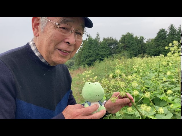 いわむらかずお