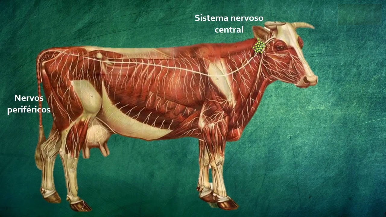 Tétano e botulismo   Clostridioses T1 E1