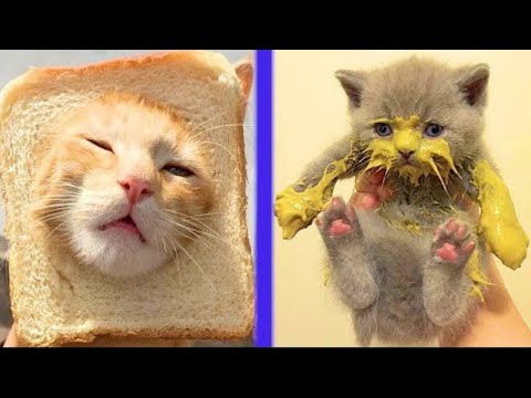 Best Funny Cats Series #9 😹 - cute kittens 😻 - Avni Cats