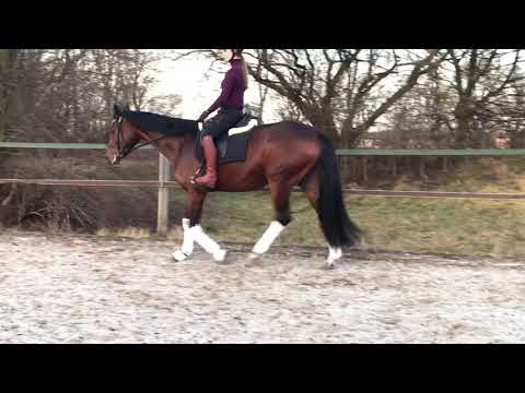 Dressage Horse FOR SALE Don Nobless x Hohenstein