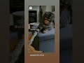 BAGAD Billa Funny Video Cat Bagadbilla Funnyvideo Funny Doglover Dog Dogs Catlover
