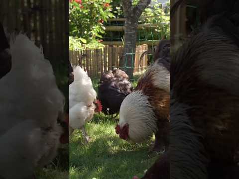 Jeder kann Selbstversorger sein 🏡🐓🌱 ich zeig dir, wie #selbstversorger #gartenfarm #backyardfarming