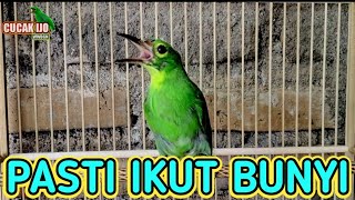 Download lagu cucak ijo bonyok gacor, pancingan cucak ijo bahan pasti nyaut bunyi gacor mp3 Download lagu cucak ijo bonyok gacor, pancingan cucak ijo bahan pasti nyaut bunyi gacor mp3