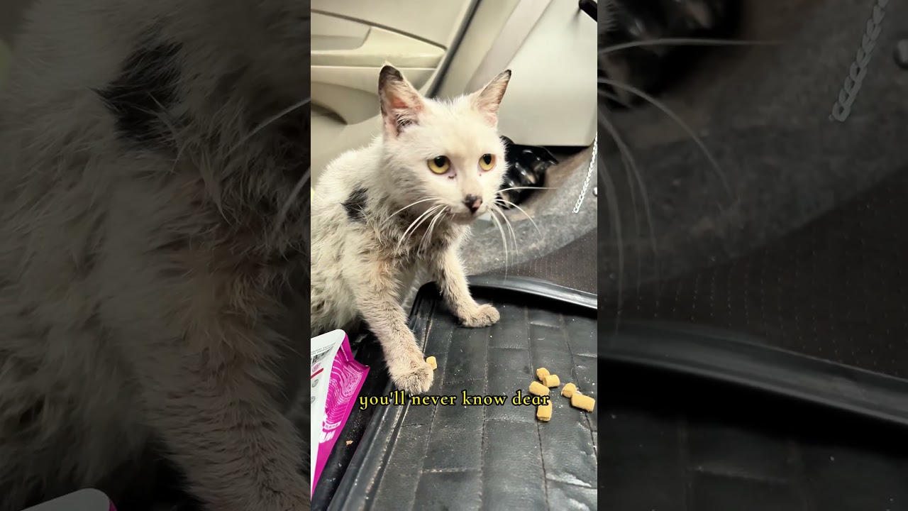 流浪小貓的悲慘故事｜瘦到只剩骨頭的牠，終於願意相信人了…