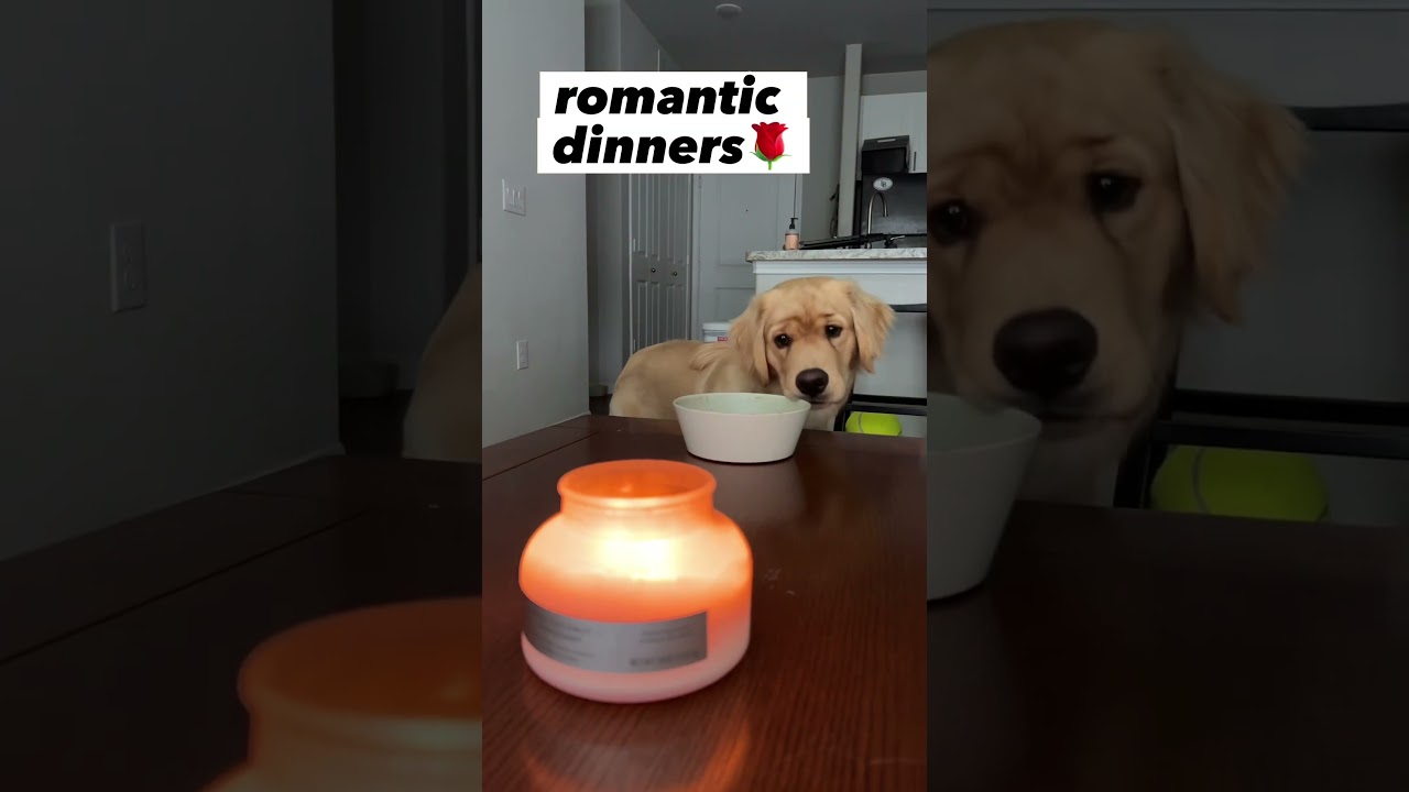 Find Me On “Dogs Only”😂 #shorts #goldenretriever #puppy