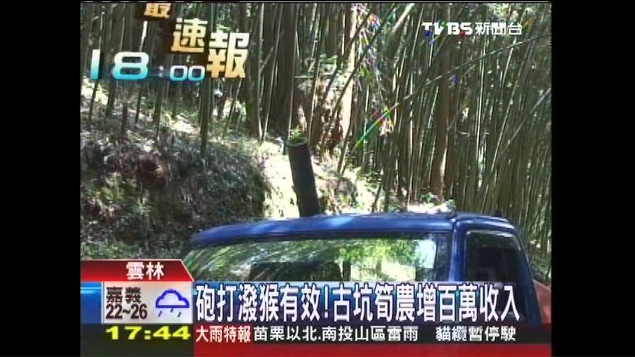 砲打潑猴有效！　古坑筍農增百萬收入