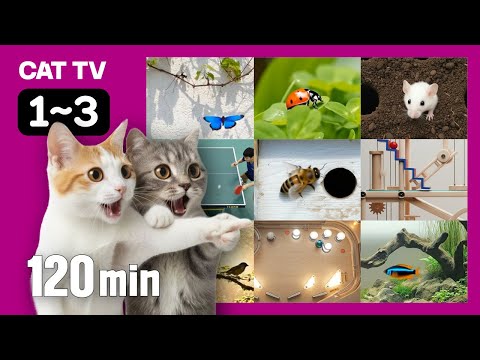[Cat TV Curiosity Compilation Ep.1–3 | 120min]120 Minutes of Non-Stop “Feline Stimulation World!”