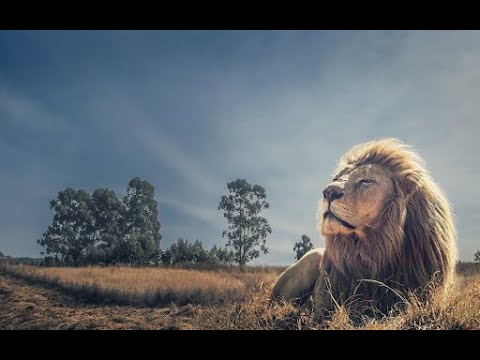 Lion Pride Documentary Full HD 2020