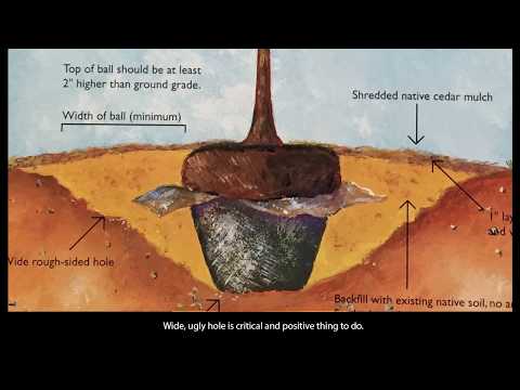 Fabulous Trees Slideshow