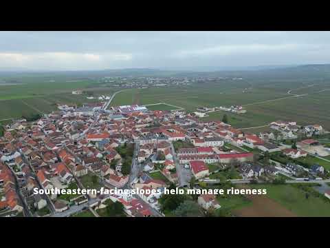🍾CHAMPAGNE DRONE VIDEO: Ambonnay Grand Cru🍾 in the Montagne de Reims wine region #wine #france