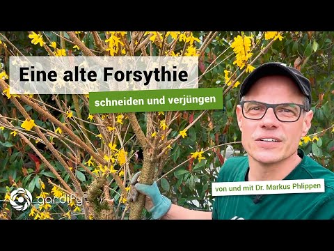 Pruning and rejuvenating forsythias – Important things to keep in mind! | gardify tips