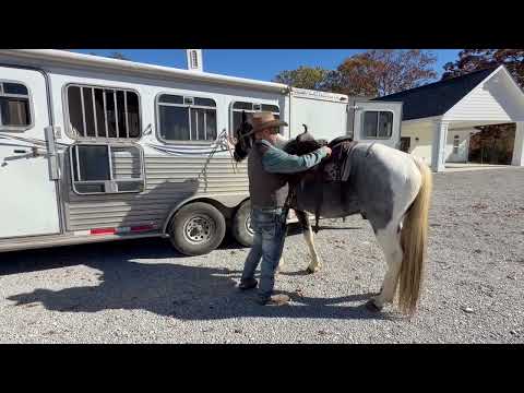 T.K.O Kentucky Mountain gelding 