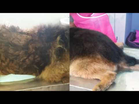 German shepherd After and Before meeting his groomer😊