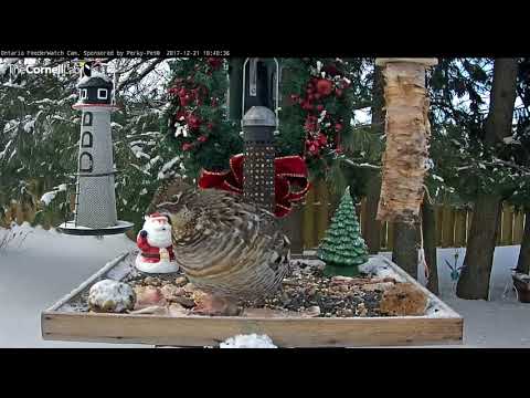 Ruffed Grouse Returns to the Feeders! Dec 21, 2017. Cornell Lab | Ontario FeederWatch Cam