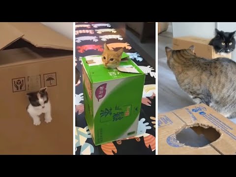 The Funniest Animal Videos You’ll Ever See | Part 6
