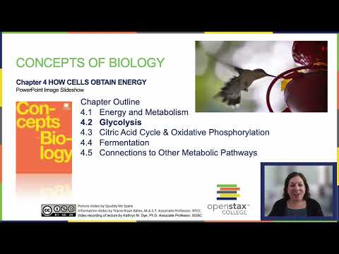 OpenStax Concepts of Biology Chapter 4.2