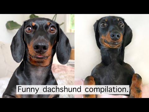 Funny dachshund compilation.