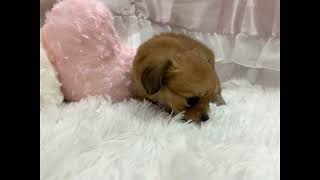 ハーフ犬の動画01