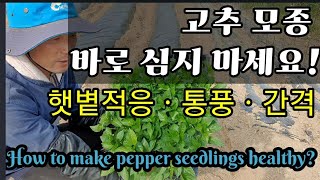 농부vlog/고추모종 건강하게 하려면?How to make pepper seedlings healthy?김밥…