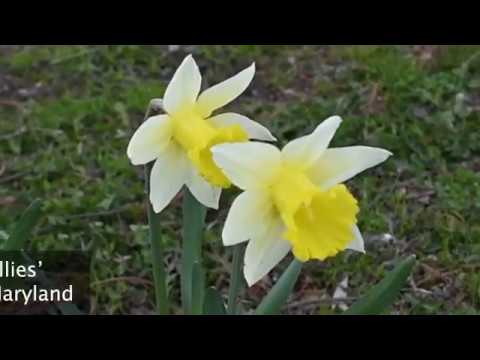 Plant Profile: Daffodils