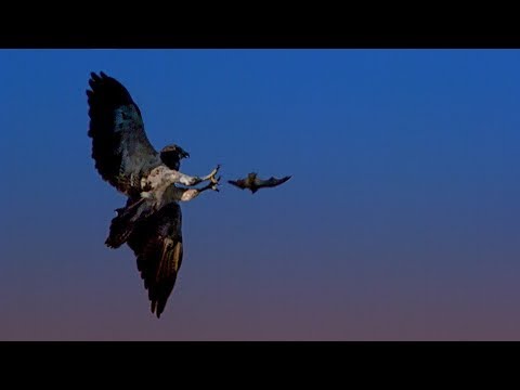 Hunting Bats with a Red Tailed Hawk | BBC Earth