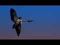 Hunting Bats with a Red Tailed Hawk | BBC Earth