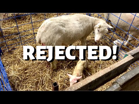 Sie hat ihr Lamm abgelehnt: Vlog 193