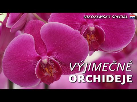 , title : 'Odkud pochází orchideje rodu Phalaenopsis'