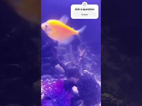 sandfall in aquarium #aquariumsetup