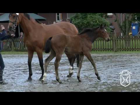 HEI150 Stutfohlen von Uriko - Artani - Quinar