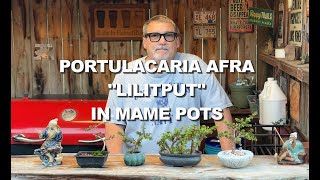 Potting Portulacaria afra "liliput" in Mame Pots