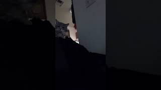 Fanboy the cat is wild