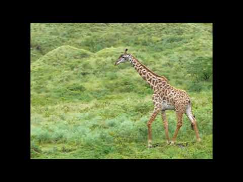 Arusha National Park (Raw Video)
