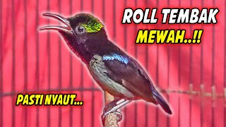 Download lagu PANCINGAN KONIN GACOR FULL ISIAN ROLL TEMBAK MEWAH !! MASTERAN KOLIBRI NINJA BAHAN AGAR CEPAT EMOSI mp3 Download lagu PANCINGAN KONIN GACOR FULL ISIAN ROLL TEMBAK MEWAH !! MASTERAN KOLIBRI NINJA BAHAN AGAR CEPAT EMOSI mp3