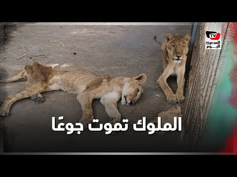 ملوك الغابة تموت جوعًا.. تفاصيل مأساة أسود الخرطوم الجائعة