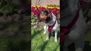 Video preview image #1 Beagle-Unknown Mix Puppy For Sale in Germantown, OH, USA