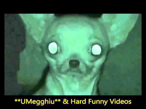 Dj Icha - Animal Rubber - **UMegghiu clip**