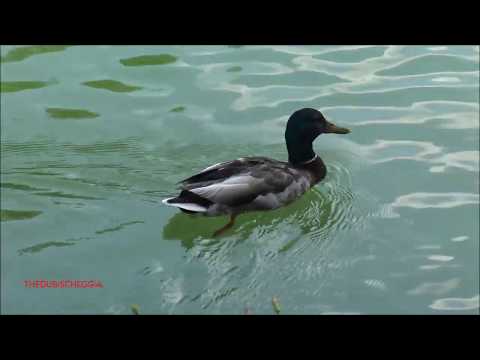 LA SFILATA DEL GERMANO REALE AL LAGO DI BOVES. (CN) SAB. 20 - 6 - 2020.