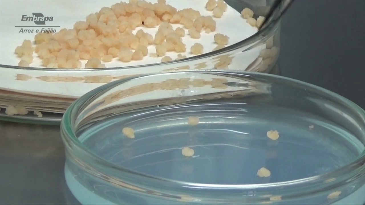 Transformação genética de plantas