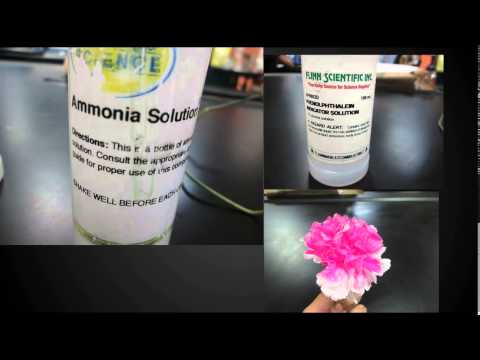 Magic Carnation and Goldenrod Paper- Harmony PBL
