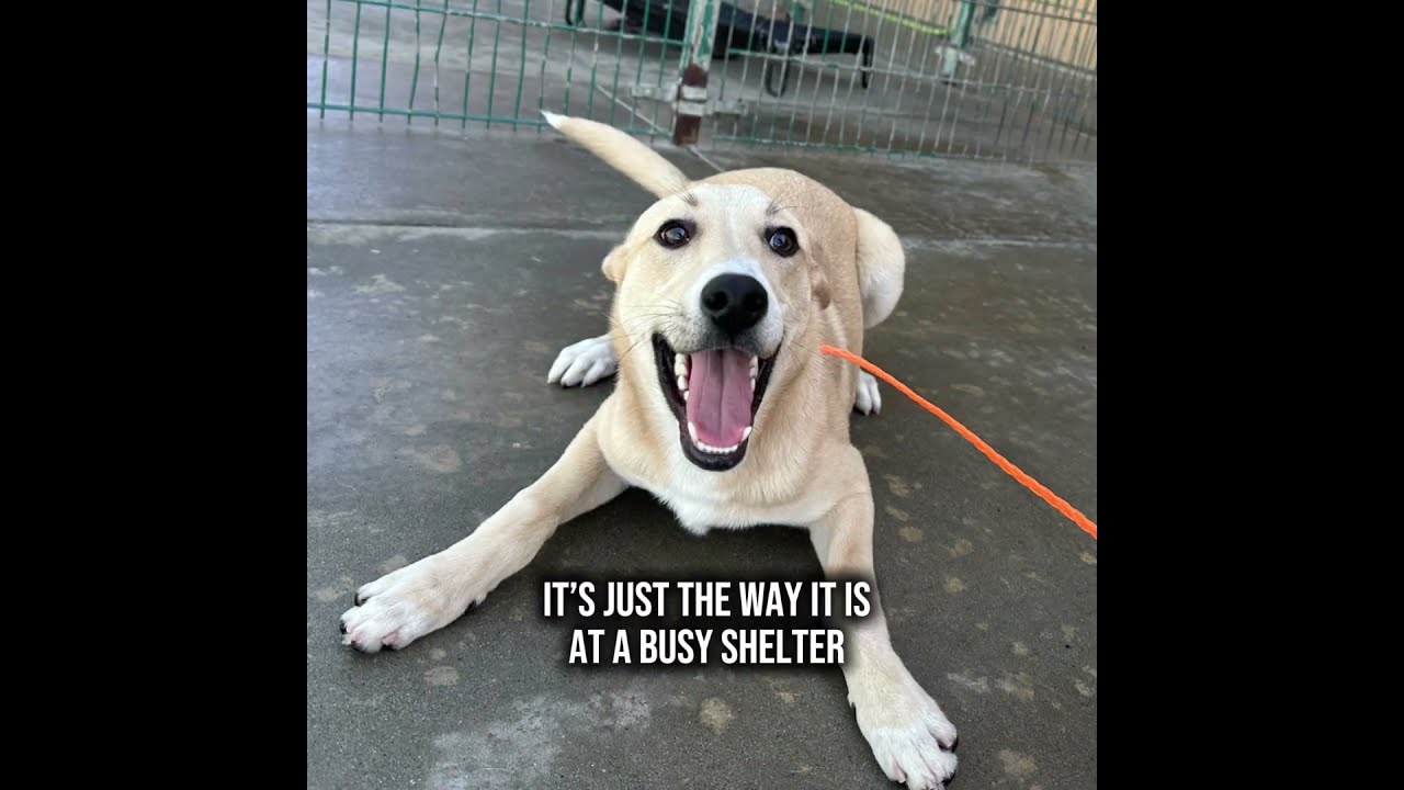 Rosco, a ADOPTABLE mixed breed in Incline Village, NV video 2/4